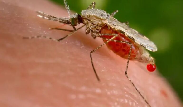 Statewide warning against mosquitos after 4 intestinal sickness cases